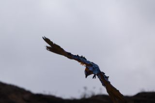 GC-Plalmitos Park 2019-124.JPG